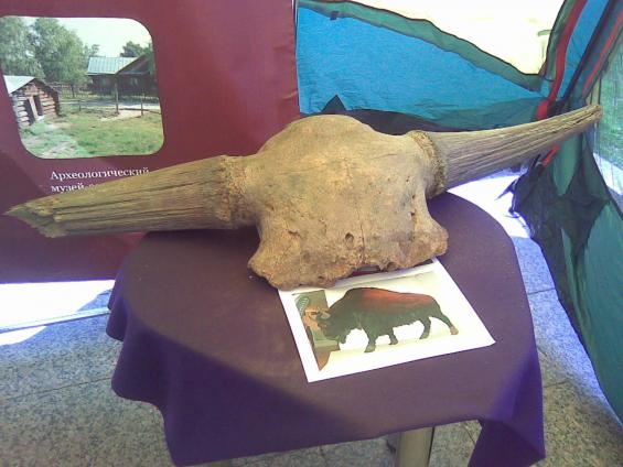 Череп бизона