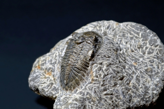 trilobite-5905503_1920.jpg
