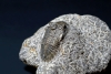 trilobite-5905503_1920.jpg